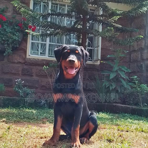 3-6 months Male Purebred Rottweiler