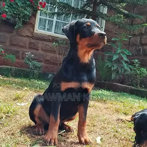 3-6 months Male Purebred Rottweiler