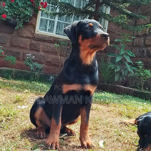 3-6 months Male Purebred Rottweiler