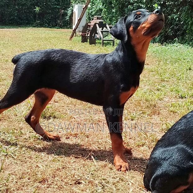 3-6 months Female Purebred Rottweiler - main view
