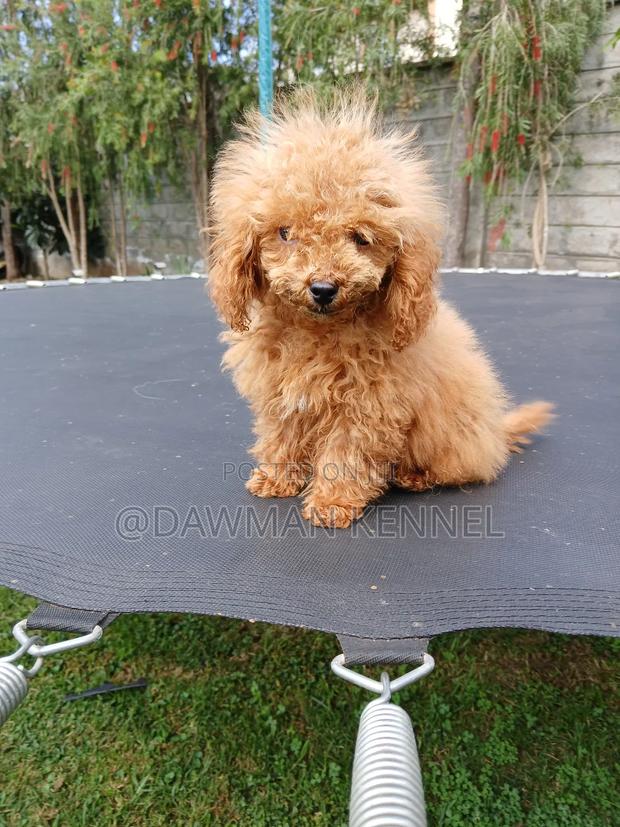 1-3 months Male Purebred Poodle - main view