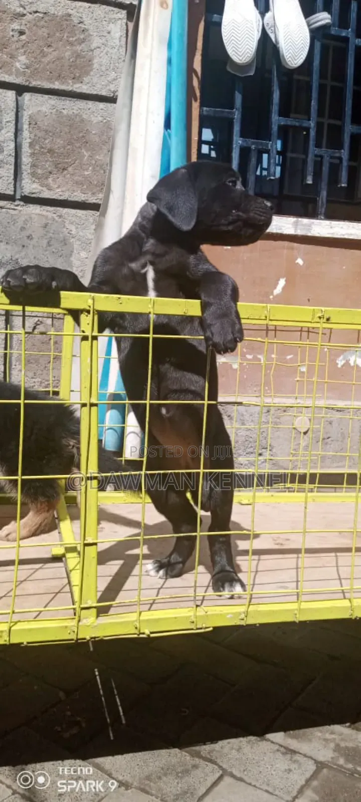 1-3 months Male Purebred Great Dane