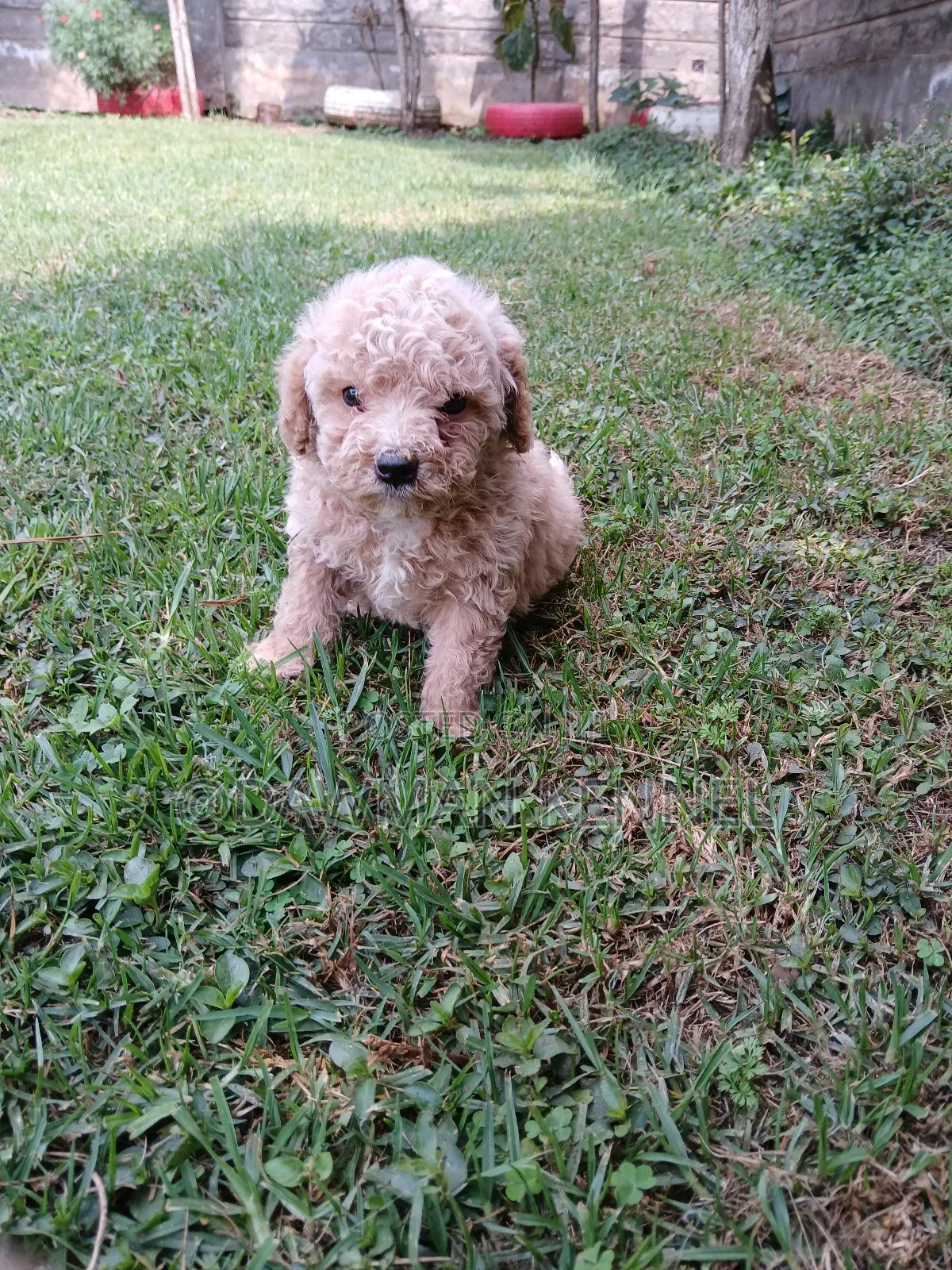 1-3 months Male Purebred Maltipoo