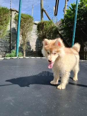 1-3 months Male Purebred Siberian Husky