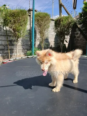 1-3 months Male Purebred Siberian Husky