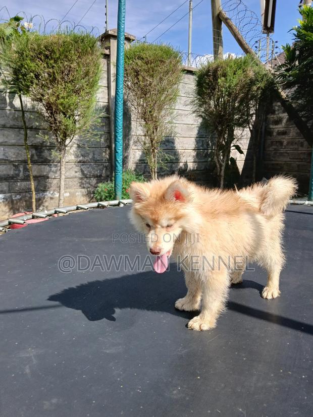 1-3 months Male Purebred Siberian Husky