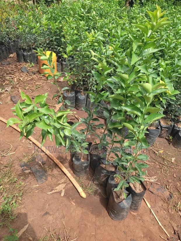 Quality Big Size Oranges Seedless - main view