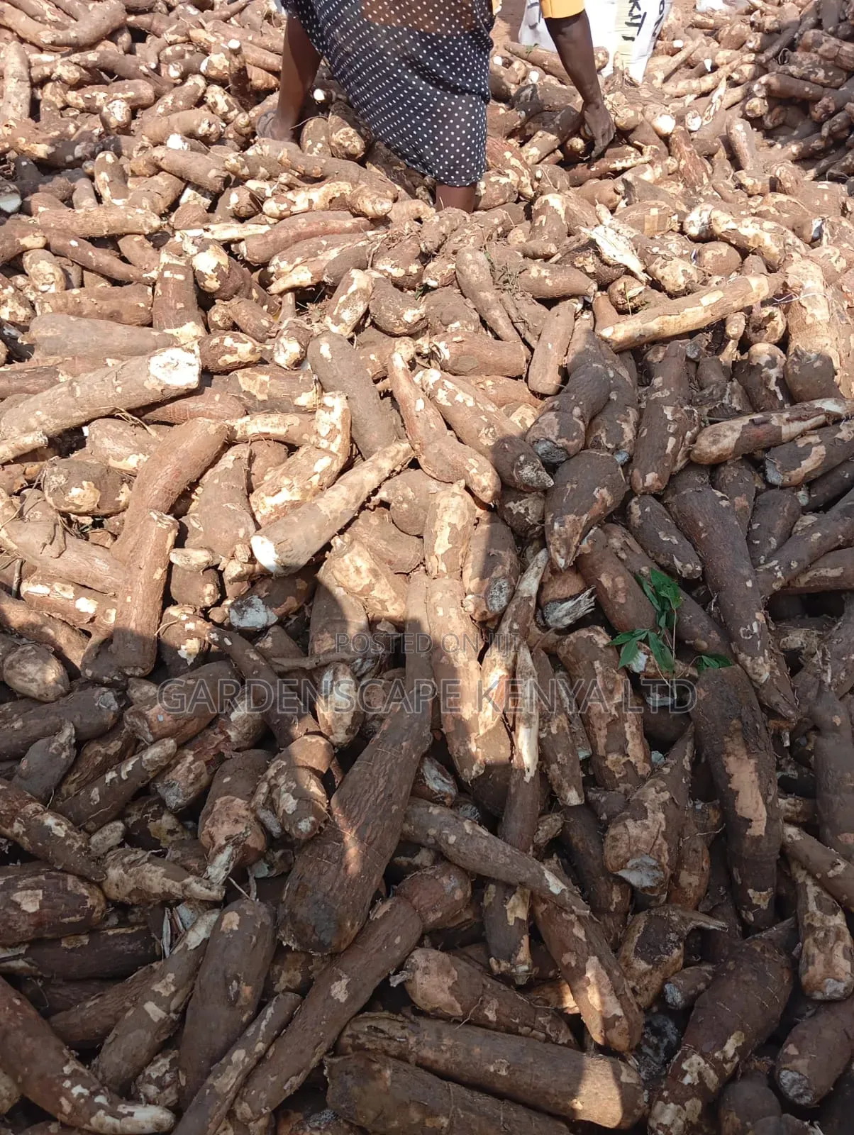 Raw and Fresh Cassava