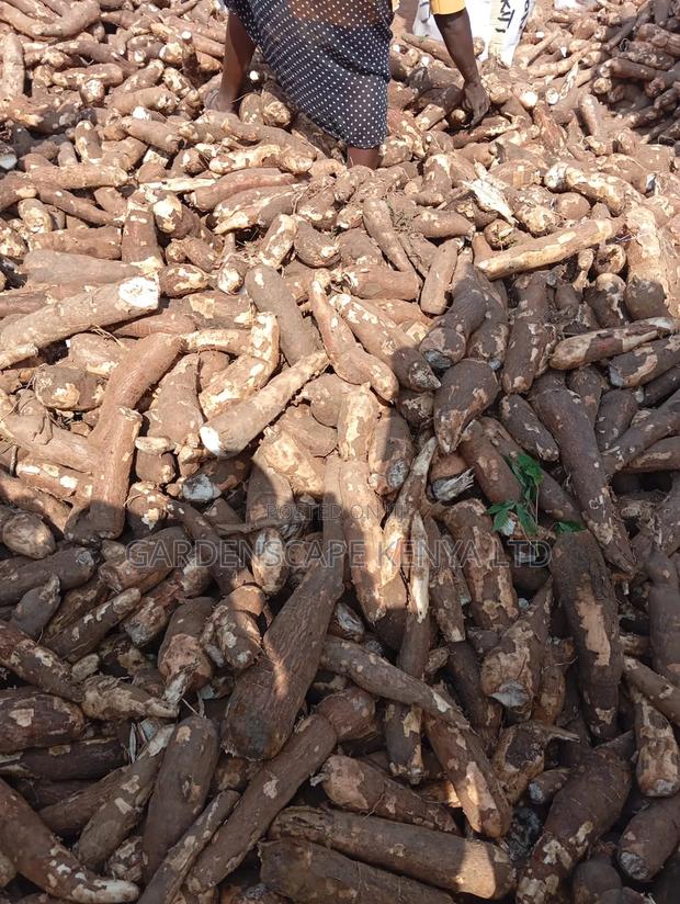 Raw and Fresh Cassava - thumbnail 2