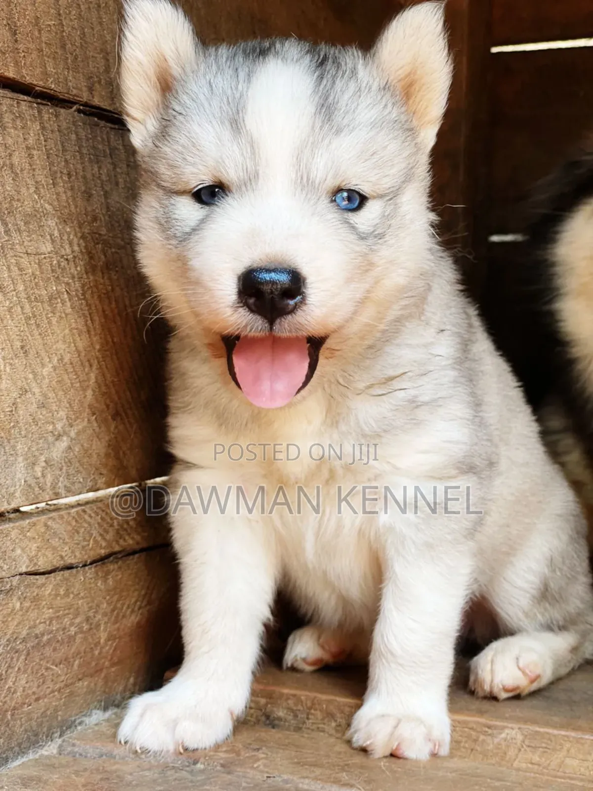 1-3 months Female Purebred Siberian Husky