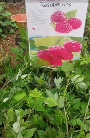 Quality Red Raspberry - thumbnail 2