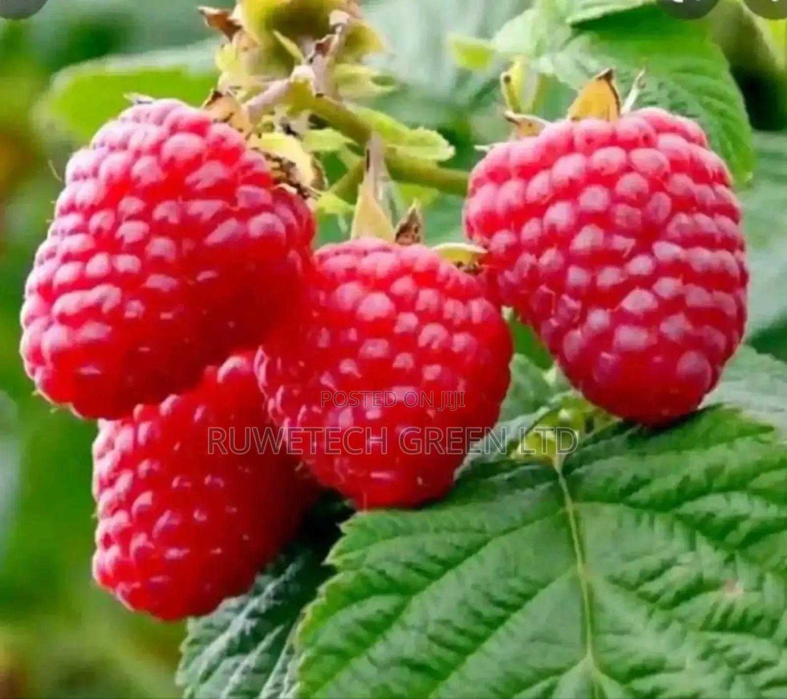 Quality Red Raspberry
