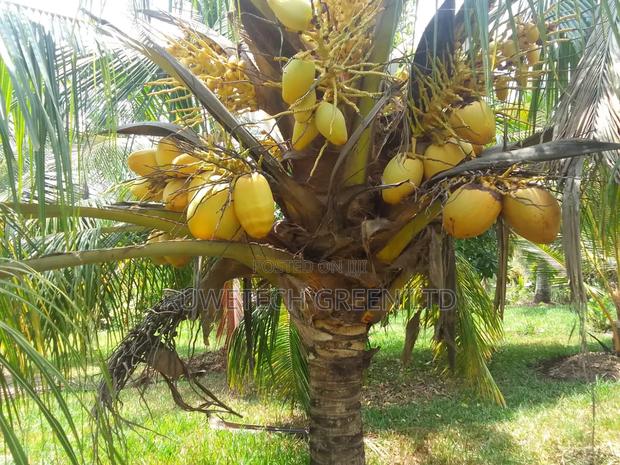 Dwarf Yellow Coconut Seedlings - main view
