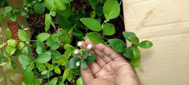 Quality Blueberry - main view