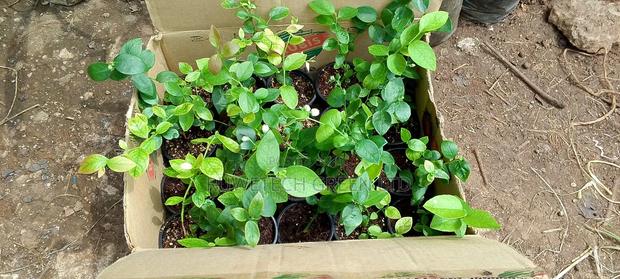 Quality Blueberry - thumbnail 3