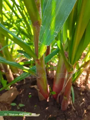Australian Red Napier Grass Splits - 20 Pieces
