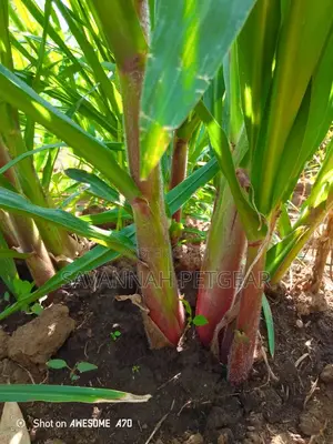Australian Red Napier Grass Splits - 20 Pieces