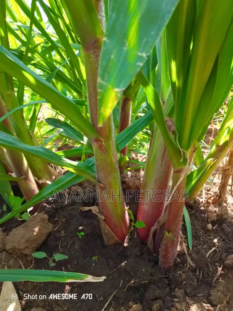 Australian Red Napier Grass Splits - 20 Pieces