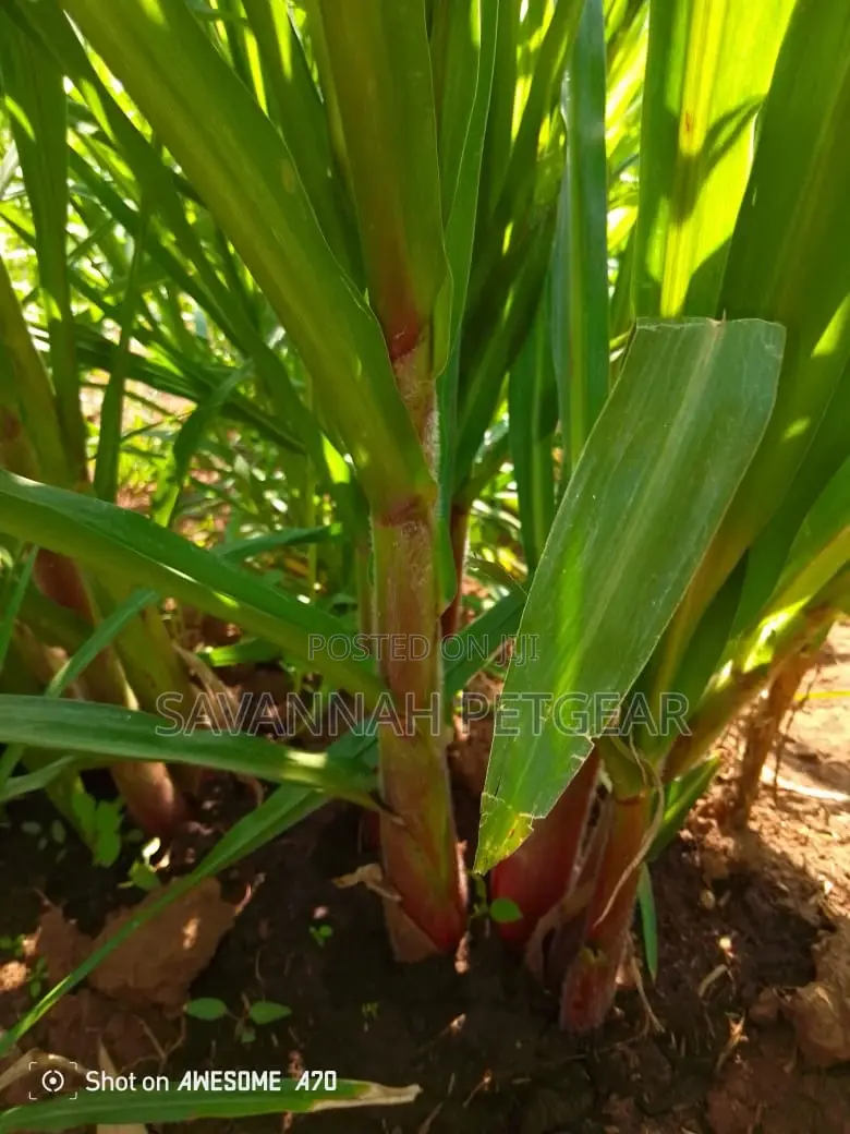 Australian Red Napier Grass Splits - 20 Pieces