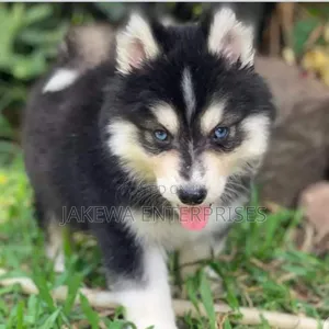 1-3 months Male Purebred Siberian Husky