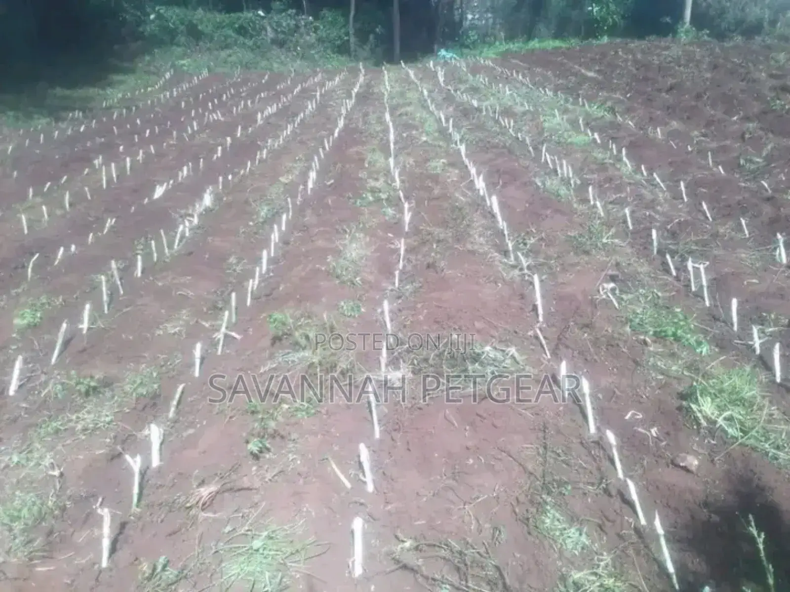 Juncao China Super Fodder Grass Cuttings MOQ 100pcs