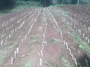 Juncao China Super Fodder Grass Cuttings MOQ 100pcs