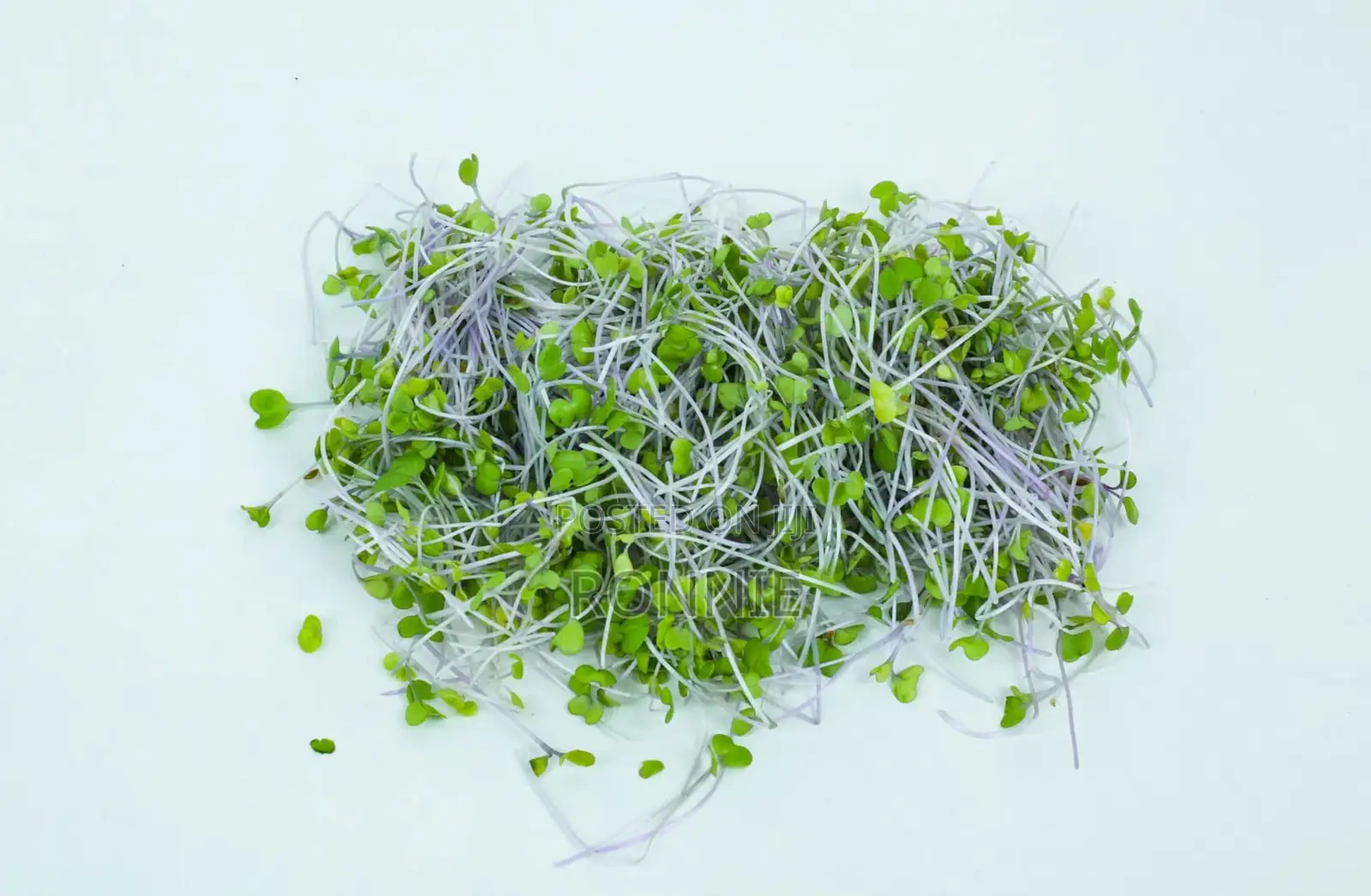 Red Kohlrabi Microgreens