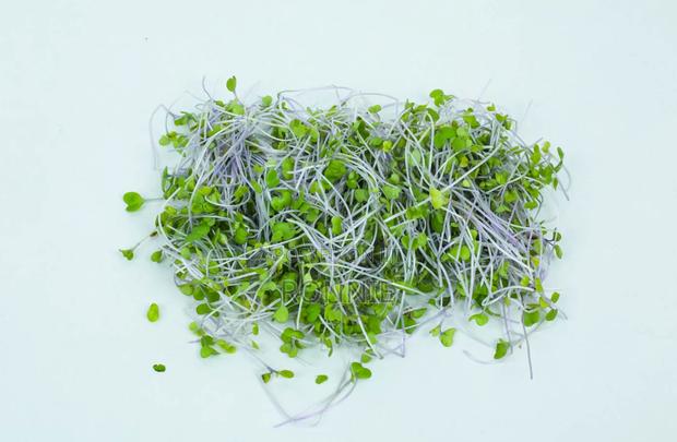 Red Kohlrabi Microgreens