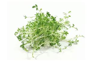 Pak Choi Microgreens – 50g - main view