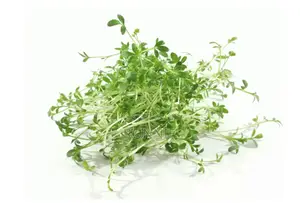 Pak Choi Microgreens – 50g