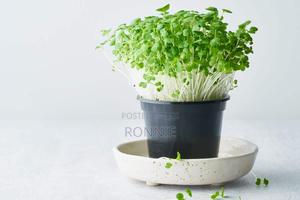 Chinese Cabbage Microgreens - main view