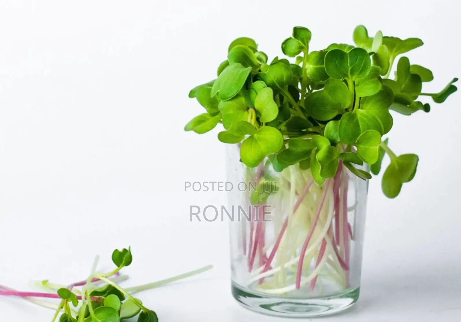 Red White Radish Microgreens Mix – 50g