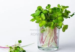 Red White Radish Microgreens Mix – 50g - main view