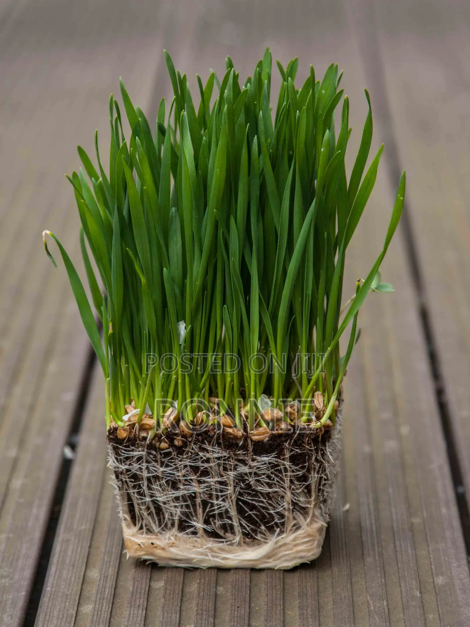 Wheatgrass Microgreens