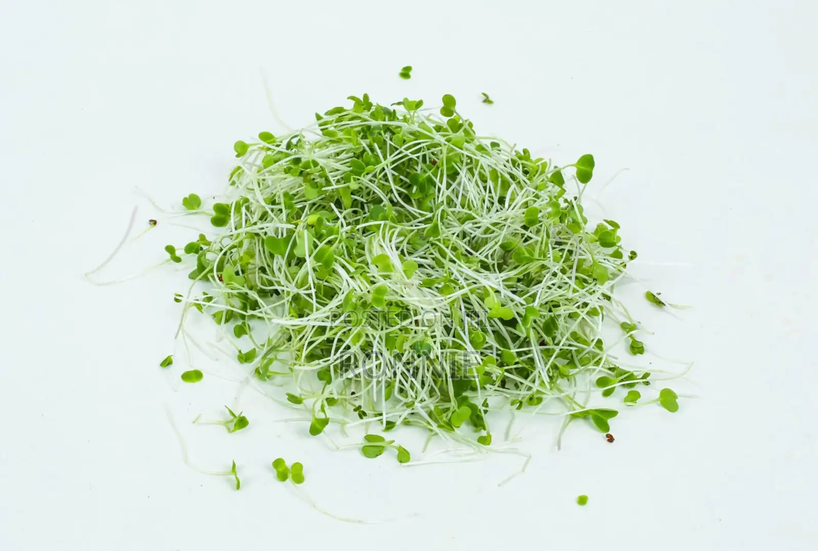 Tuscan Kale Microgreens – 30g