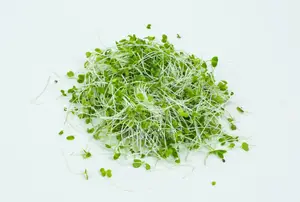 Tuscan Kale Microgreens – 30g