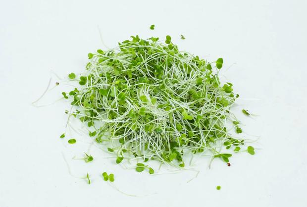 Tuscan Kale Microgreens – 30g