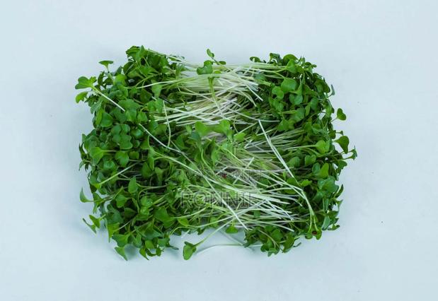 Broccoli Microgreens – 50g