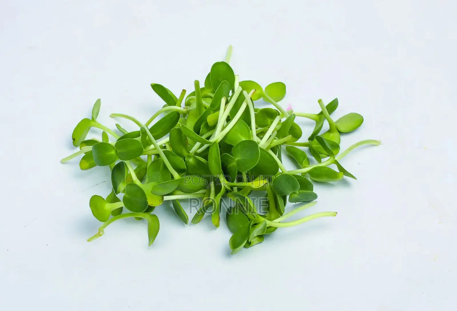 Sunflower Microgreens – 50g