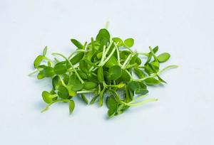 Sunflower Microgreens – 50g - main view