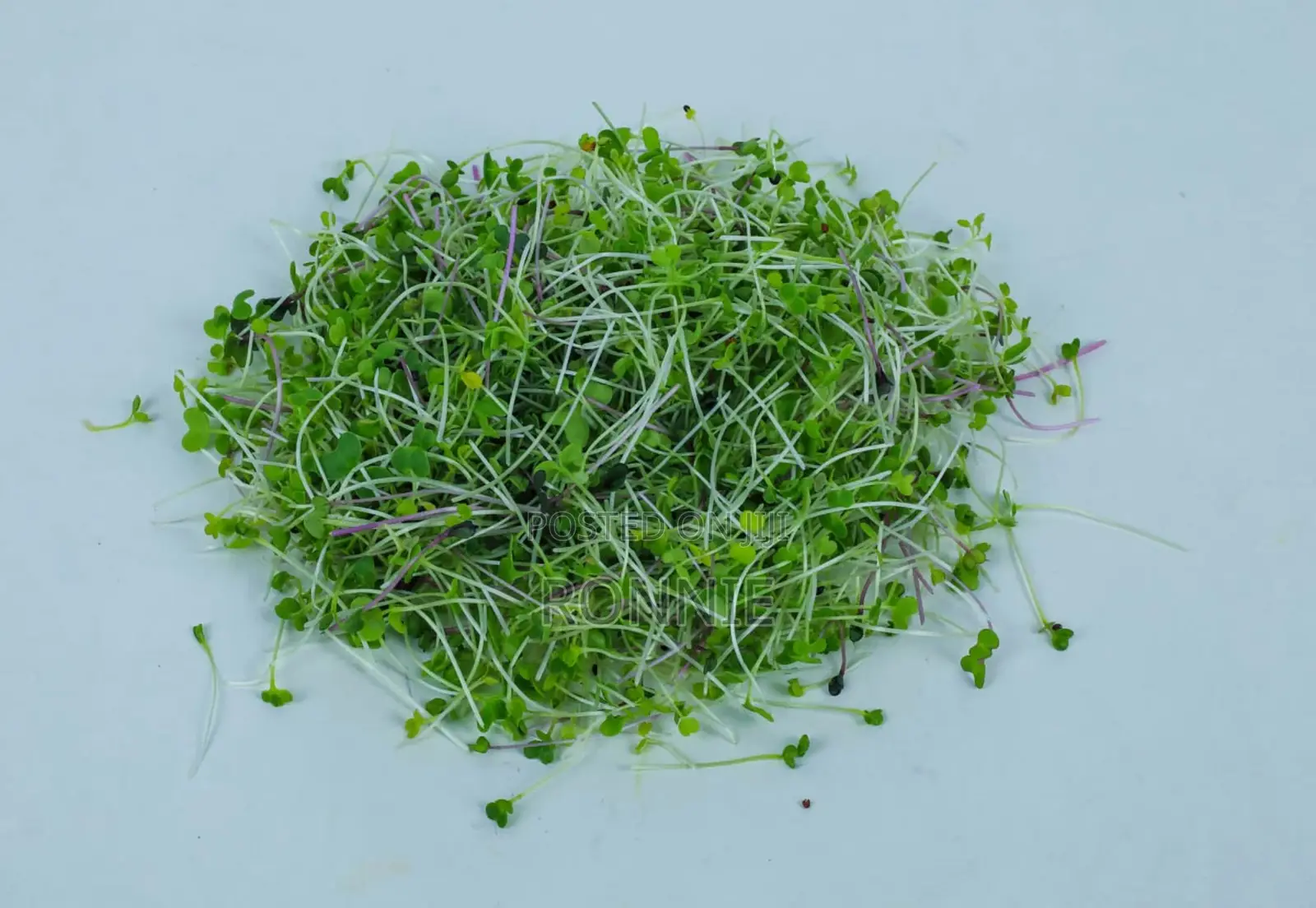 Mixed Salad Micro-Greens – 50g
