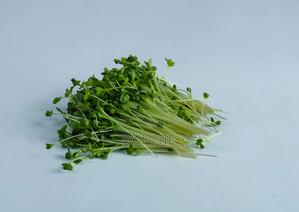 Kales Microgreens – 50g - main view