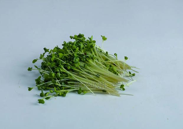 Kales Microgreens – 50g