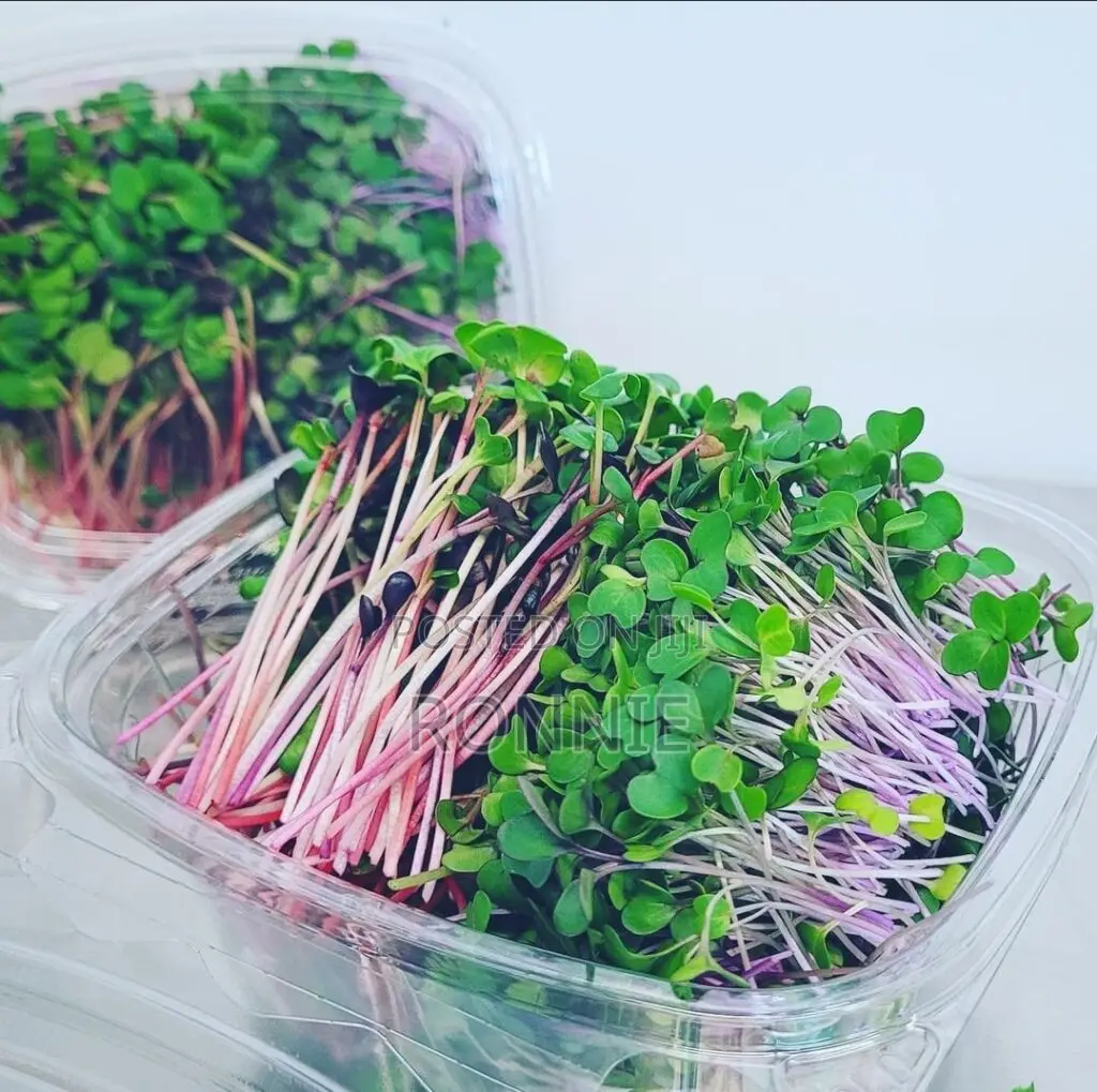 Red Radish Microgreens – 50g