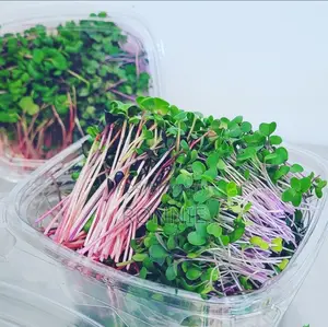 Red Radish Microgreens – 50g