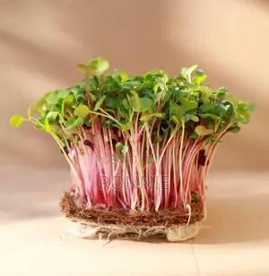 Red Radish Microgreens – 50g