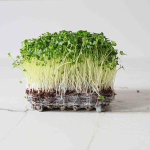 Garden Broccoli Microgreens - main view
