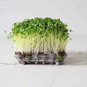 Garden Broccoli Microgreens