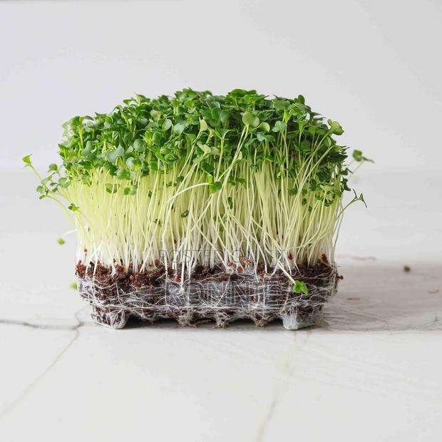 Garden Broccoli Microgreens