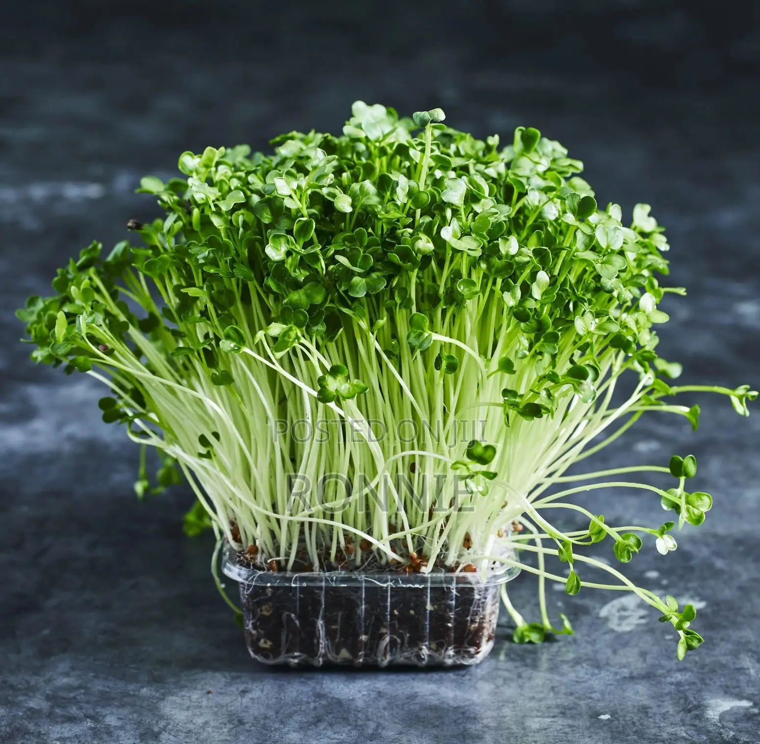White Radish Microgreens